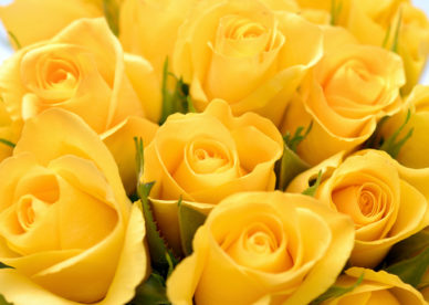 صورة باقة ورد صفراء جميلة - صور ورد وزهور Rose Flower images